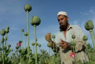 A UN Office on Drugs and Crime report has highlighted a "worrying reversal" in efforts to combat the scourge of drugs" and opium cultivation in Afghanistan