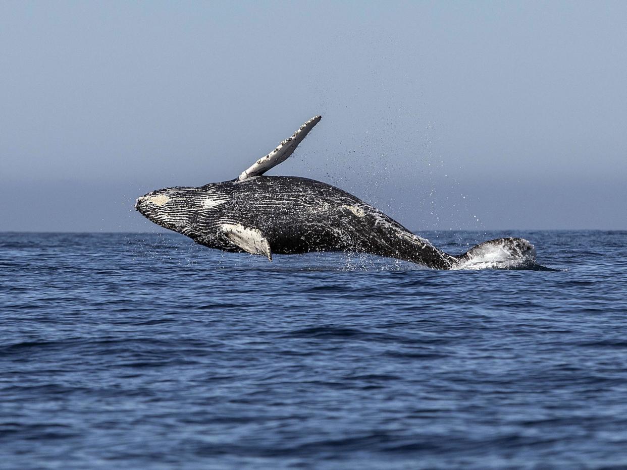 'Slower speeds can reduce underwater noise levels, and therefore may help some whale populations recover,' the open letter said: FERNANDO CASTILLO/AFP/Getty Images