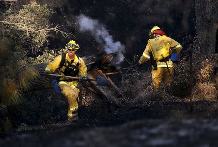 Firefighters work to extinguish a smoldering tree at the site of Wragg Fire near Lake Berryessa, California July 23, 2015. REUTERS/Robert Galbraith