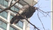 Wild turkey turning heads in downtown Ottawa