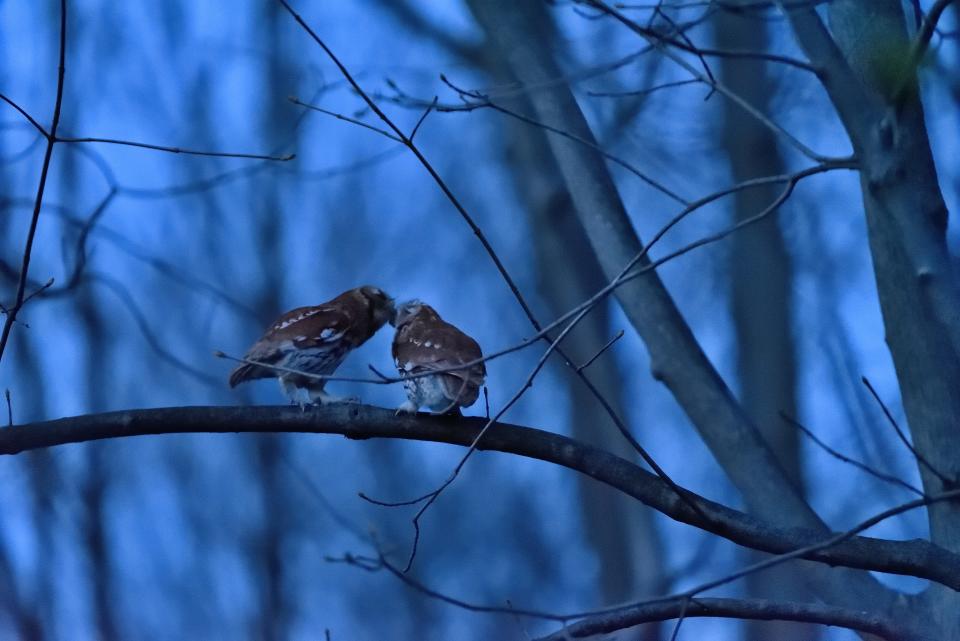 Naturalist and author Carl Safina says since his book tour was canceled due to the coronavirus pandemic, it's forced him to slow down. He says it's given him time to watch two screech owls court in his Long Island, NY backyard. (Photo: Carl Safina)