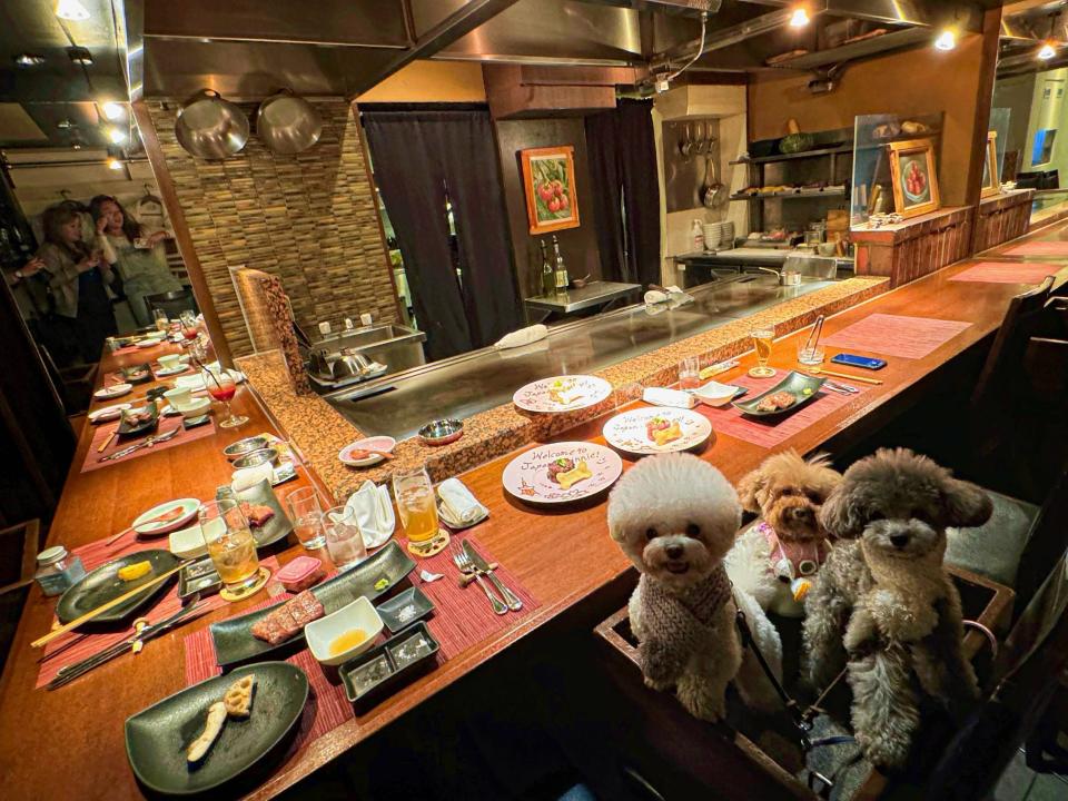 Toy poodle dogs and friends eat at teppanyaki restaurant in Japan