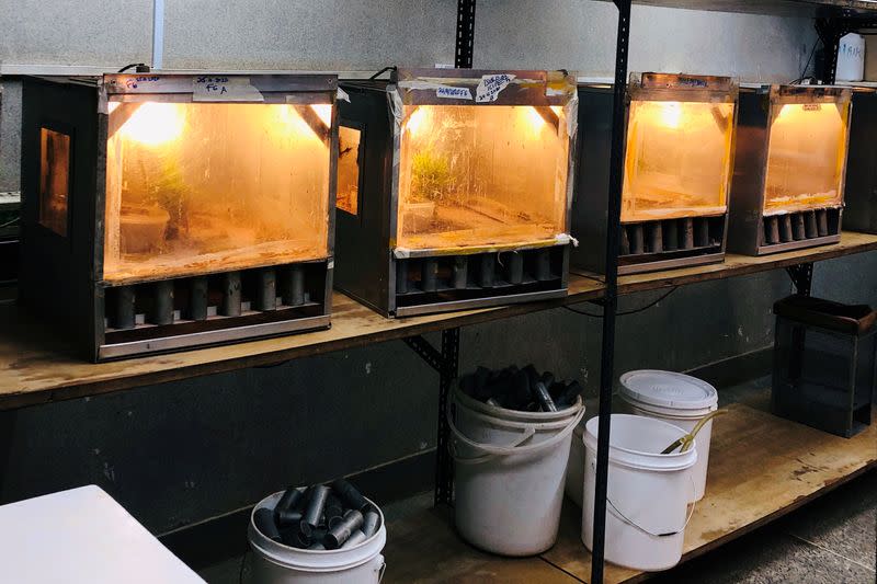 A general view shows the laboratory where locusts are used for research at the International Centre of Insect Physiology and Ecology (ICIPE) in Nairobi