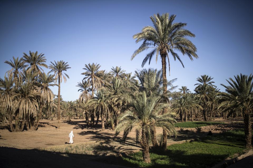 A man walks next to agricultural lands in the Alnif oasis town, near Tinghir, Morocco, Tuesday, Nov. 29, 2022. The centuries-old oases that have been a trademark of Morocco are under threat from climate change, which has created an emergency for the kingdom's agriculture. (AP Photo/Mosa'ab Elshamy)