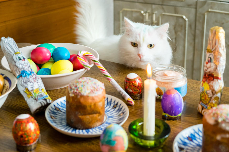 White cat hunting for Easter Eggs, chocolate bunny and cake on a table with candle light