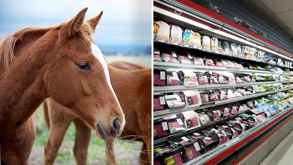 Horse meat has been linked to the deaths of 21 dogs in Victoria. Source: Getty - File