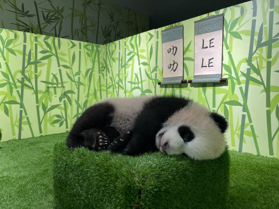 Singapore-born giant panda cub Le Le. (PHOTO: Mandai Wildlife Group)