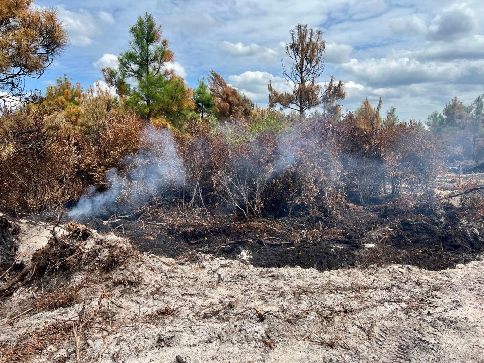 A wildfire burns in at the Holly Shelter Game Lands in Pender County on Wednesday, Aug. 17, 2022.