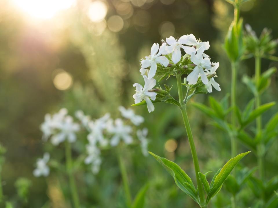 9) Night-flowering Catchfly (Silene noctiflora)