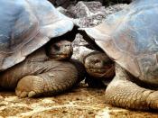 Alt, runzelig, irgendwie ehrwürdig: die Riesenschildkröten auf Galapagos. Foto: Tourismusministerium Ecuador