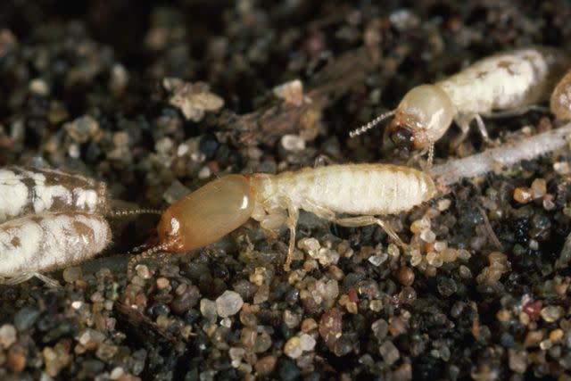 <p>George D. Lepp/Getty Images</p> Western Subterranean Termite