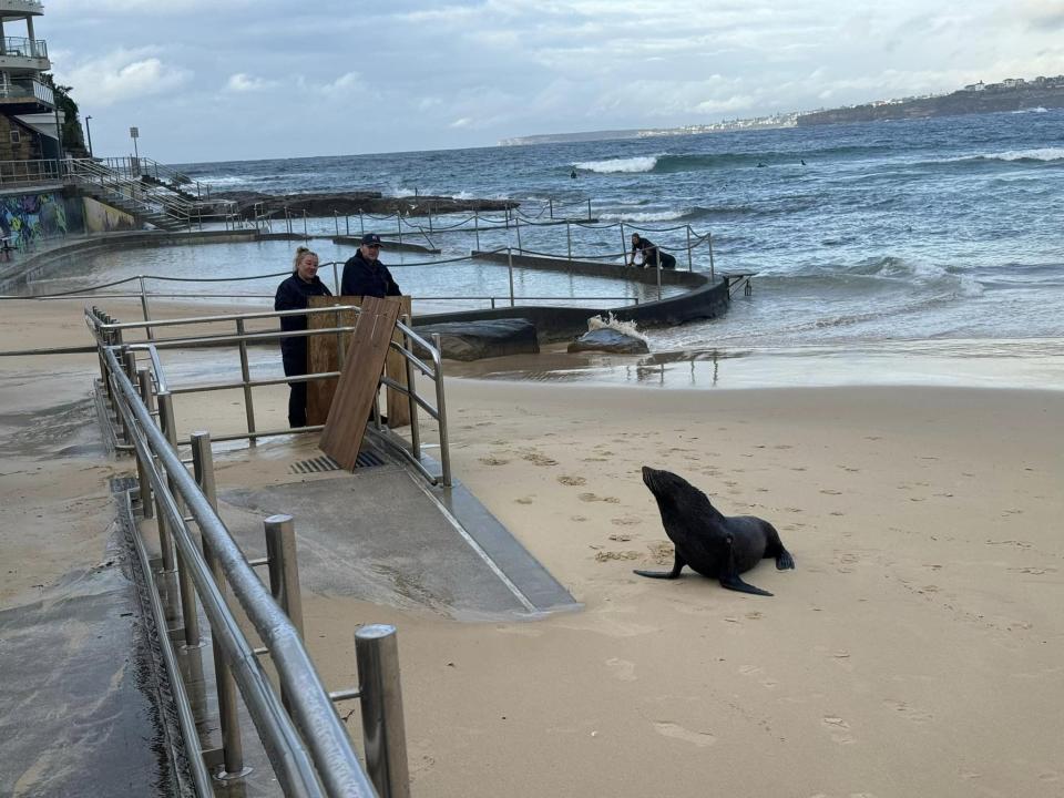 Bondi's seal Alex was spotted walking on the beach. Two people with boards prevented him from entering the beach path.