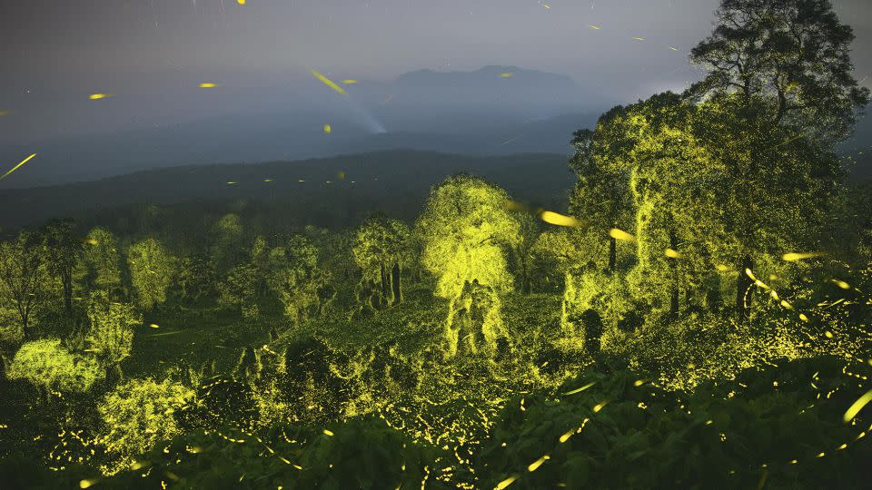 Photographer Sriram Murali showcases a forest illuminated with fireflies at the Anamalai Tiger Reserve in India's Tamil Nadu. - Sriram Murali/Wildlife Photographer of the Year