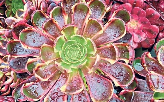 Aeonium ‘Superbang’ has red foliage with a lime twist - Surreal Succulents