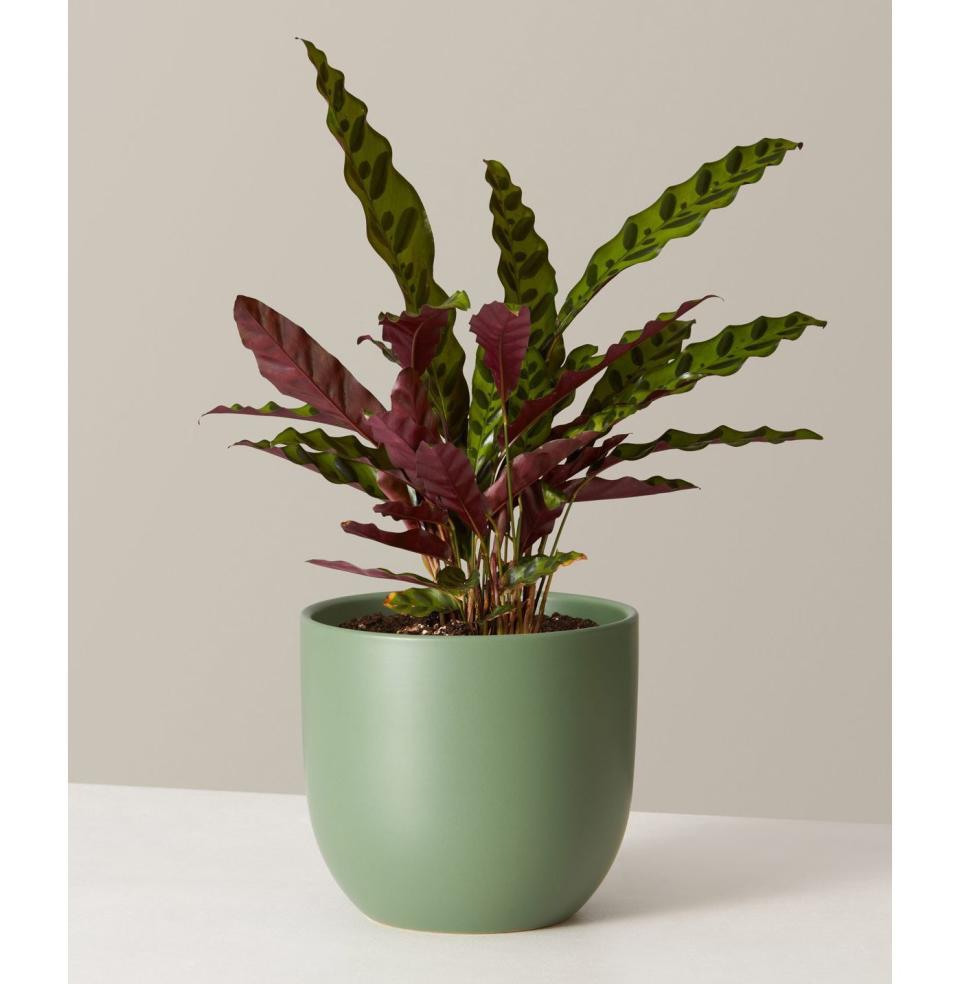 Pet-Friendly Calathea Rattlesnake