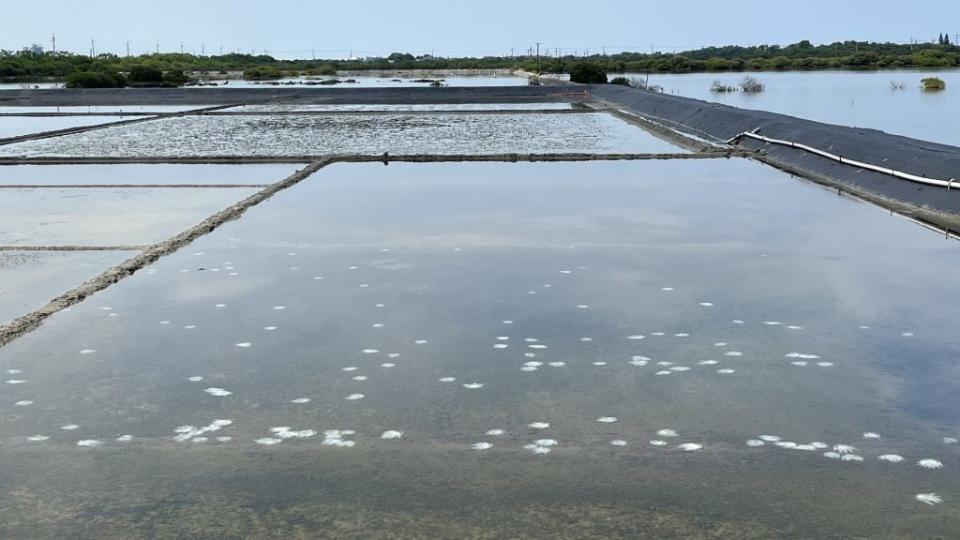 百餘隻端鞭水母不耐淺水環境，曝屍鹽田蒸發池。（記者陳治交攝）