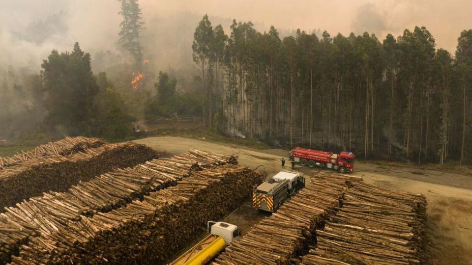 Plantaciones forestales chile