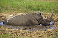 <p>Even though they live in some of the hottest and sunniest climates, their skin isn’t that well equipped to handle it. Rhinos can sunburn easily and are also susceptible to bad bug bites. To remedy this, rhinos often take mud baths to put a protective layer between their skin and the sun and pestering bugs.</p>