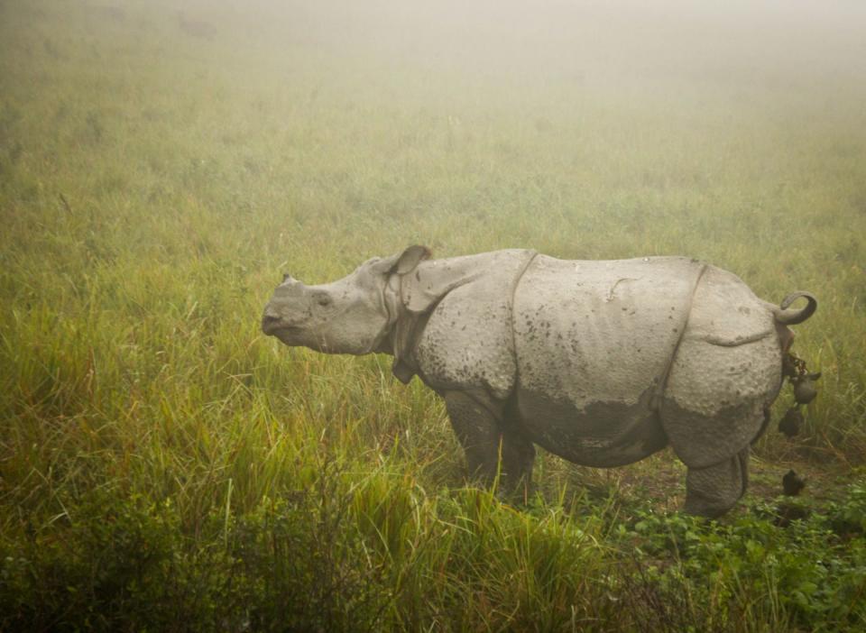 <p>Rhinos can produce as much as 50 pounds of dung a day, according to the <a href="https://intlrhinofoundation.wordpress.com/2018/04/11/25-things-you-might-not-know-about-rhinos/" rel="nofollow noopener" target="_blank" data-ylk="slk:International Rhino Foundation;elm:context_link;itc:0;sec:content-canvas" class="link ">International Rhino Foundation</a>. Their poop also plays a big role in marking their territory as each rhino’s poop has a unique smell, and male rhinos utilize it to keep others off their area. They can make between 20 to 30 piles to make sure that other rhinos know to stay away.</p>