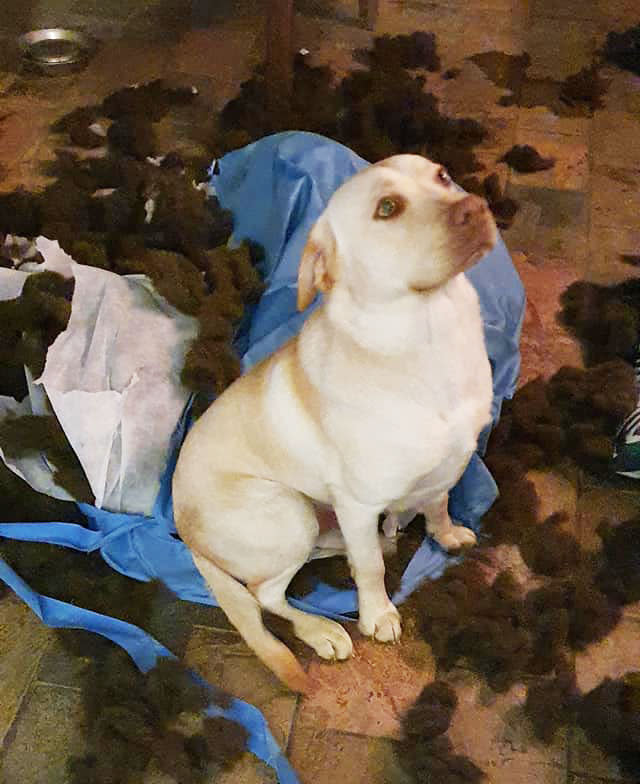  Labrador destroyed $45 Kmart chew resistant pet bed photo