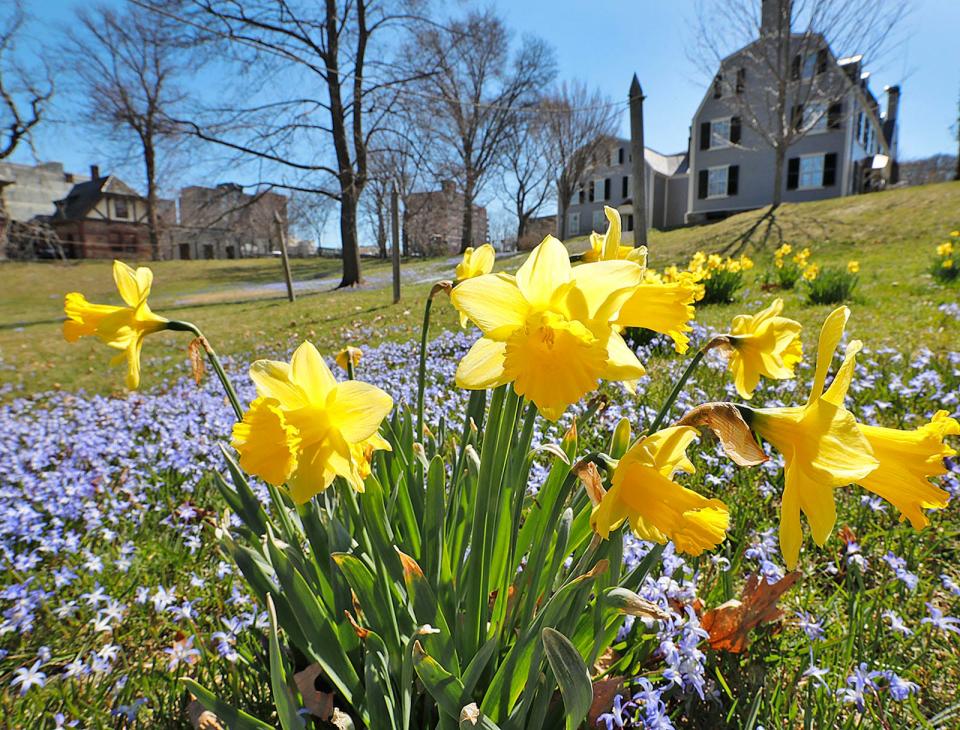 Bright yellow daffodils shine in the warm spring sun at the Adams National Historic Park or "Peace Field" off Adams Street on Monday April 3, 2023 