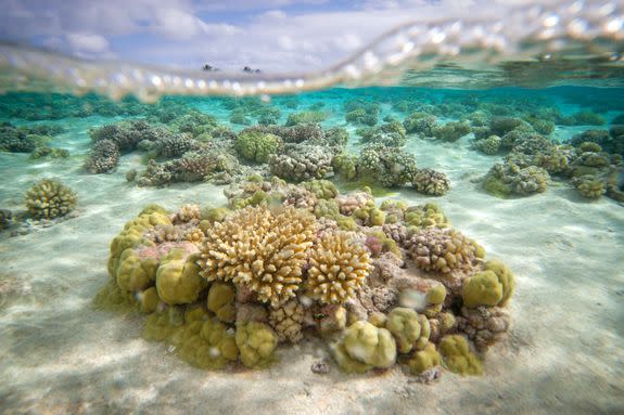 Coral reefs in the lagoon of the Toau atoll, French Polynesia.