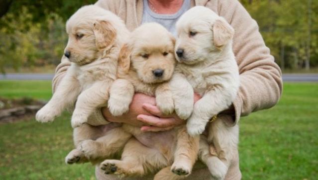 Texas Man Goes Viral With 13 Golden Retrievers