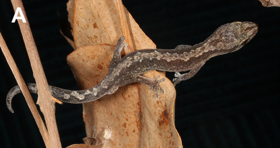 An Amalosia queenslandia, or Queensland zigzag gecko, perched on a plant.