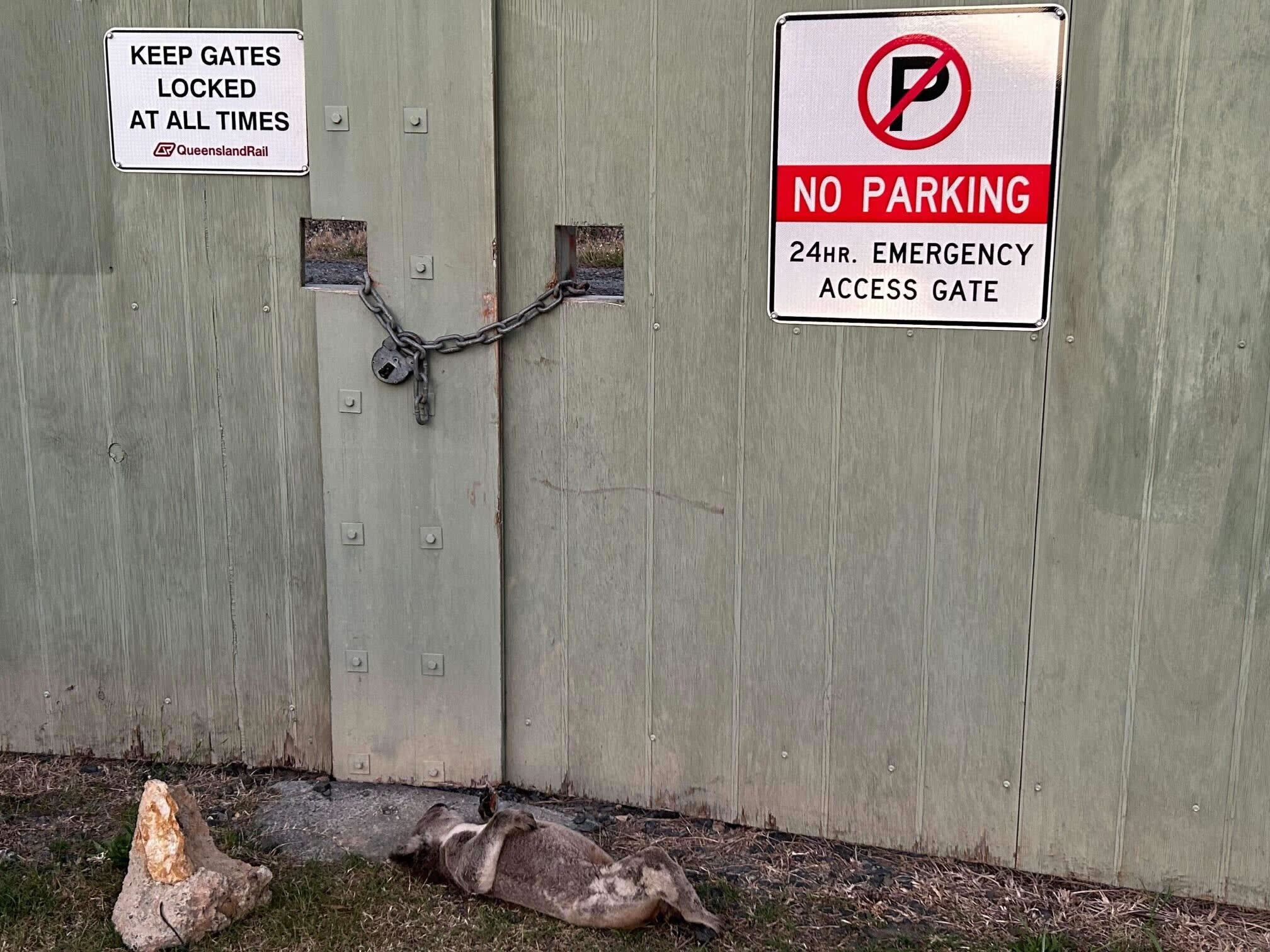 A koala dead in front of a Queensland Rail gate in Helensvale.