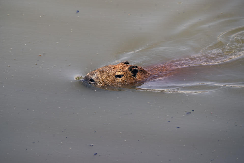 A capybara swims in the Pinheiros River in Sao Paulo, Brazil, Thursday, Oct. 22, 2020. Affected by domestic sewage and solid wastes discharges for years, Sao Paulo's state government is again trying to clean the Pinheiros River, considered one of the most polluted in Brazil. (AP Photo/Andre Penner)