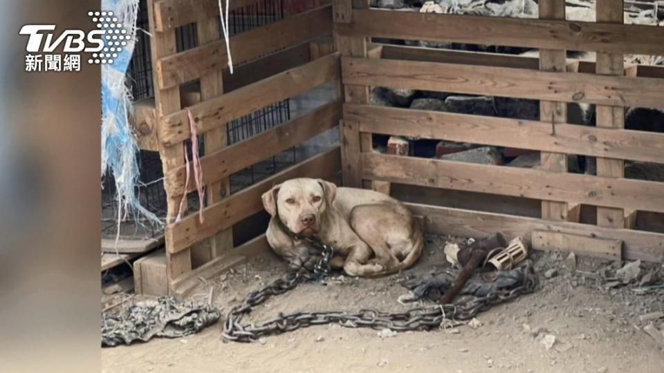 屏東闖禍的比特犬恐面臨安樂死命運。（圖／TVBS）