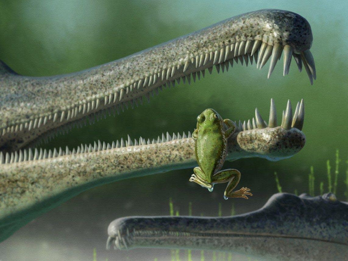 Oldest frog in North America discovered preserved in rocks