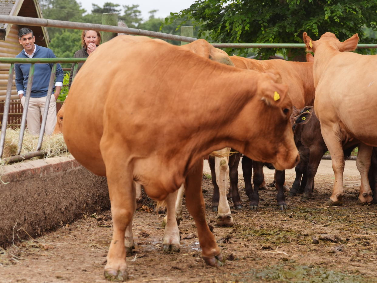 Rishi Suank looks at a cow's backside