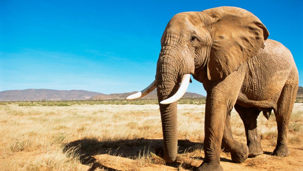 PHOTO: An African elephant is seen in Samburu National Reserve, Kenya in this undated stock photo. (STOCK PHOTO/Getty Images)