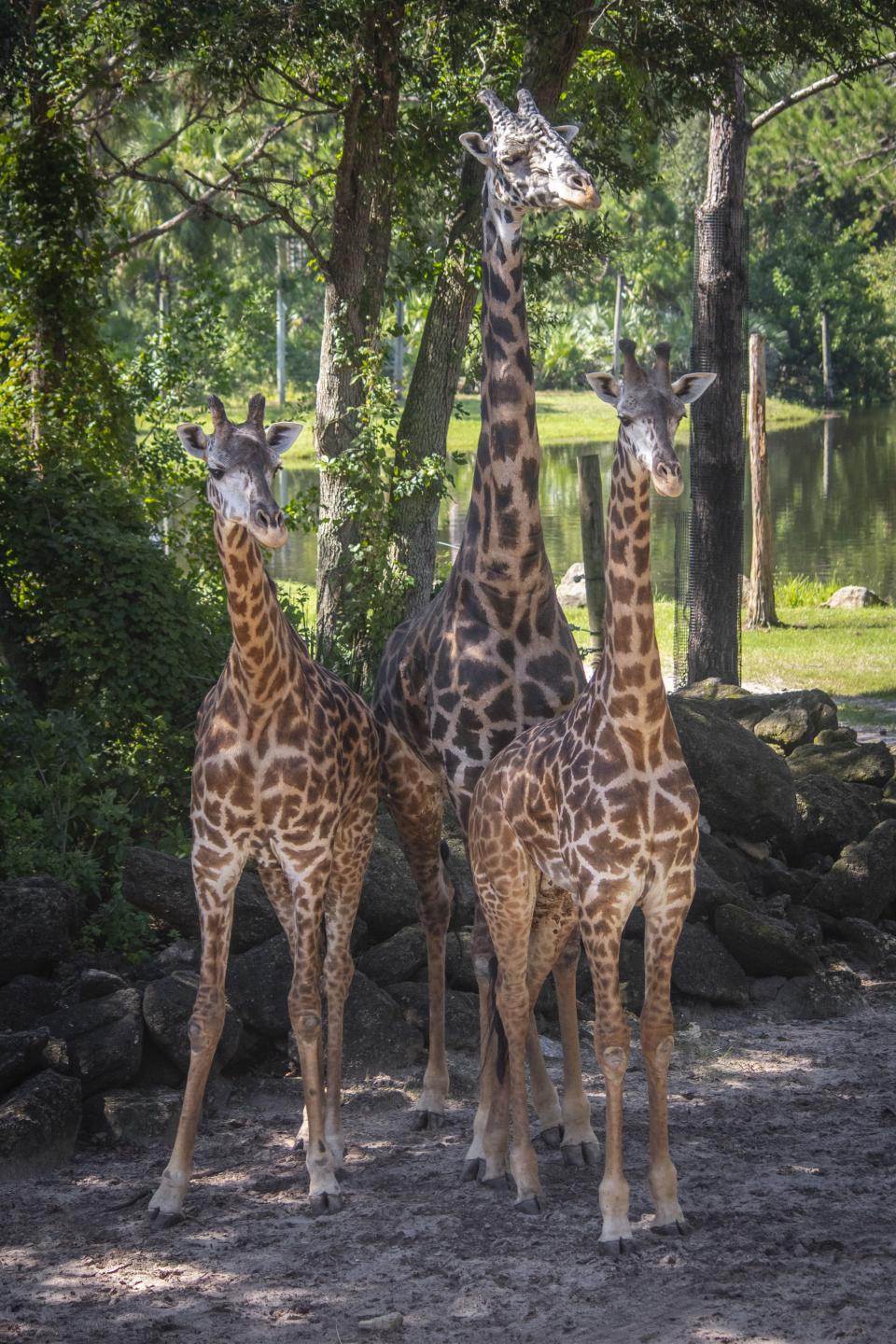 Rafiki and his offspring. In all, Rafiki has sired more than a dozen calves that reside at other Association of Zoos and Aquariums facilities, including a great-grandcalf.