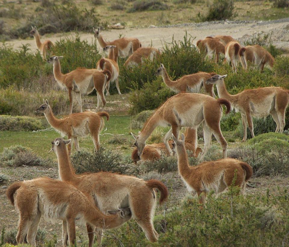 Una manada de guanacos pastando en Torres del Paine | Wikimedia