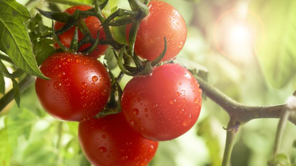  Red tomatoes up close growing on a tomato plant 