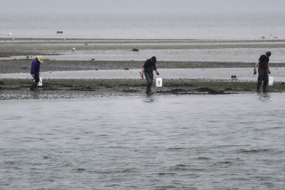 Clammers dig in the mud on the shore of the Raritan Bay in Aberdeen, N.J., on Monday, May 6, 2024, the same day environmentalists hailed the cancellation of a natural gas pipeline project that would have run through the bay en route to New York City. (AP Photo/Wayne Parry)