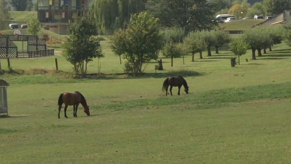 Plus de 200 enquêtes sont en cours pour élucider le mystère des chevaux mutilés.  - BFMTV