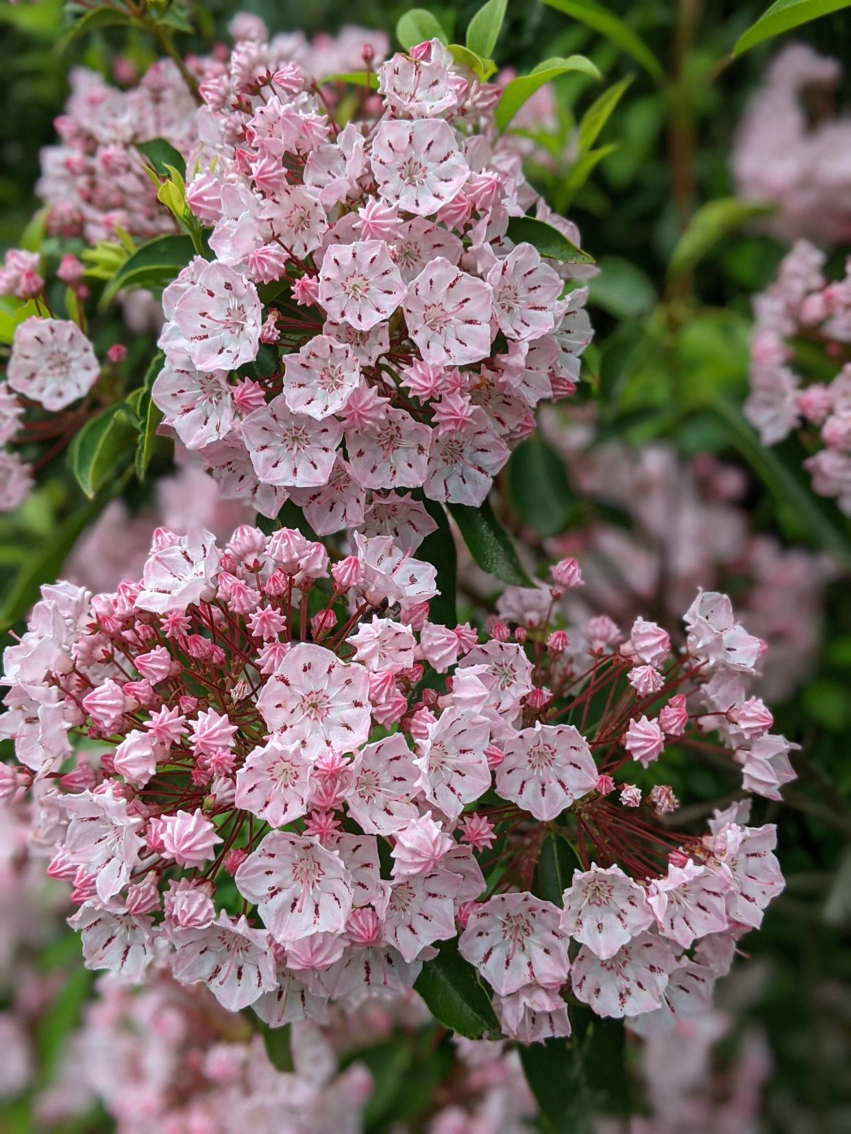 Mountain laurel flowers.