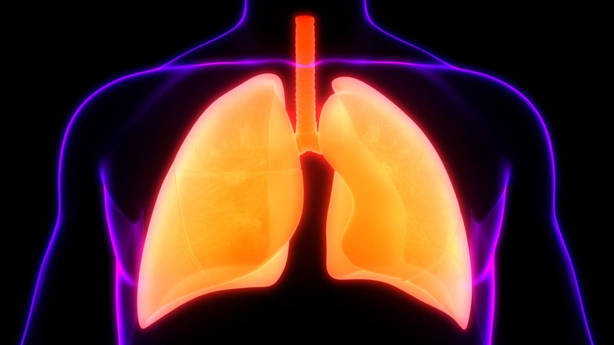 Your diet may play a role in maintaining lung health. <a href="https://www.gettyimages.com/detail/photo/human-respiratory-system-lungs-anatomy-royalty-free-image/1249730889" rel="nofollow noopener" target="_blank" data-ylk="slk:magicmine/iStock via Getty Images;elm:context_link;itc:0;sec:content-canvas" class="link ">magicmine/iStock via Getty Images</a>