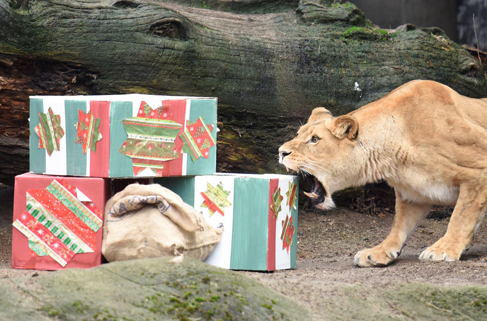 A lioness opens up Christmas presents at Hagenbeck’s zoo, Hamburg