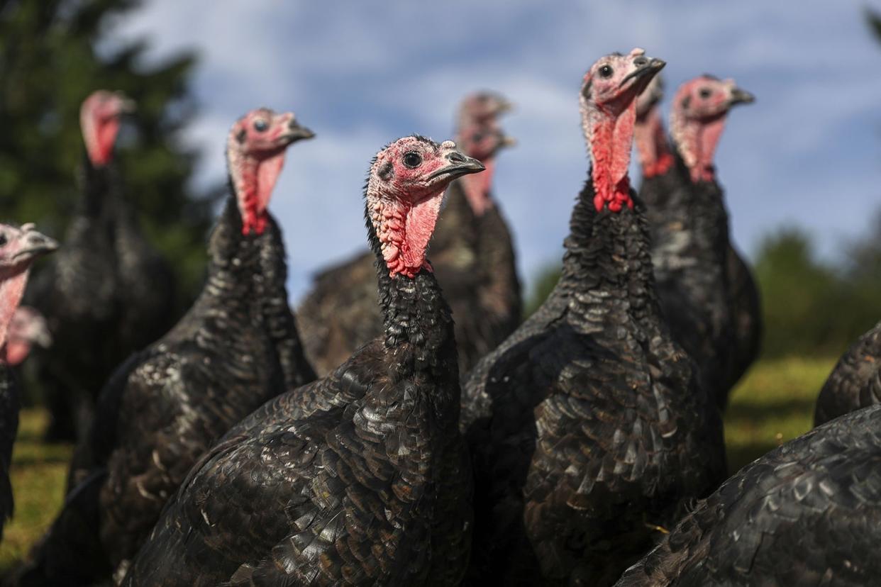 <p>Turkeys2210a.jpg</p> (PA)