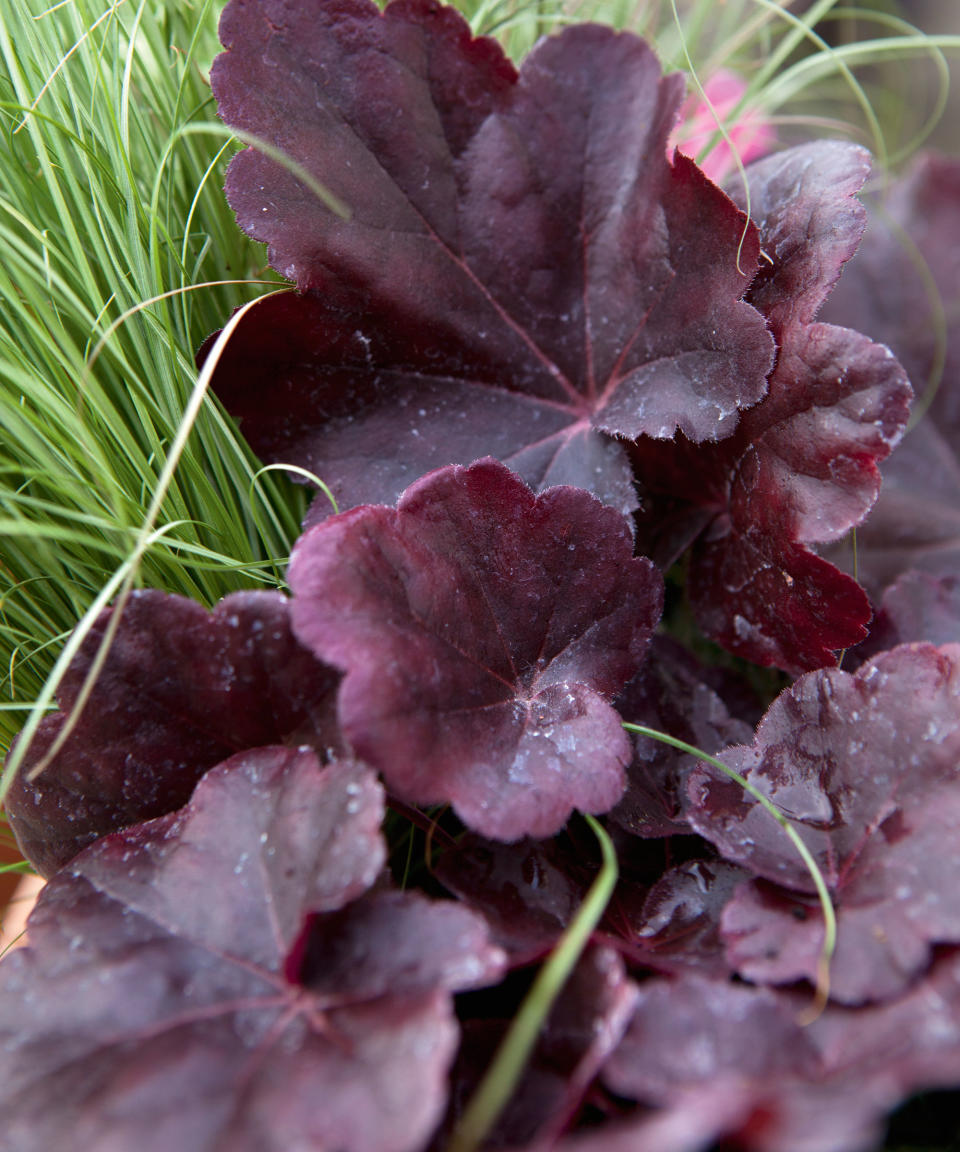 Heuchera 'Obsidian'