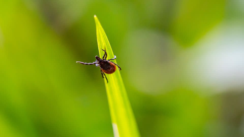 If you spend time outdoors where ticks carry Lyme disease, protect yourself with a long-sleeved shirt and pants and apply bug spray containing DEET, said Dr. Leana Wen, professor of health policy and management at George Washington University Milken Institute School of Public Health. - kmatija/iStockphoto/Getty Images