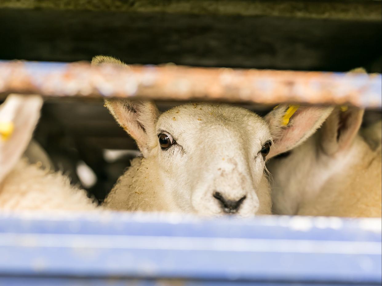 Around 6,400 live animals were exported direct to slaughter from the UK in 2018 (Getty )