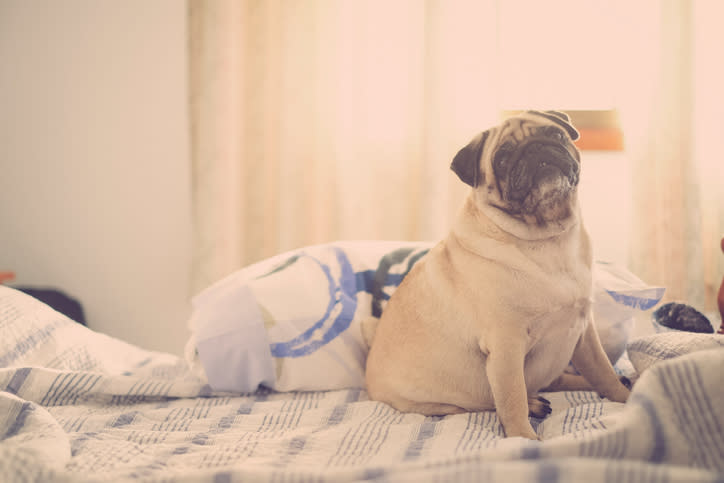 Existen algunas señales clave para determinar el sobrepeso en una mascota. – Foto: Westend61 / Getty Images