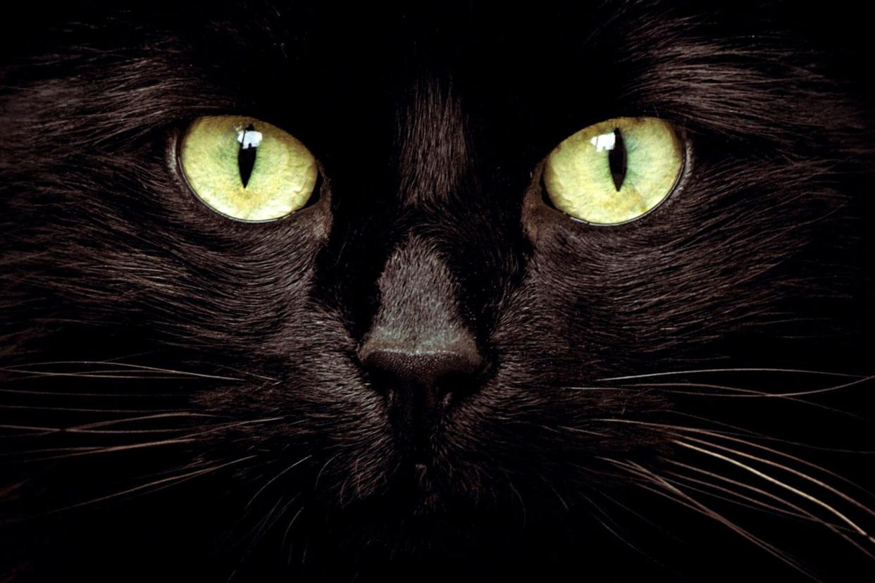 black cat; halloween movie characters as dogs or cats