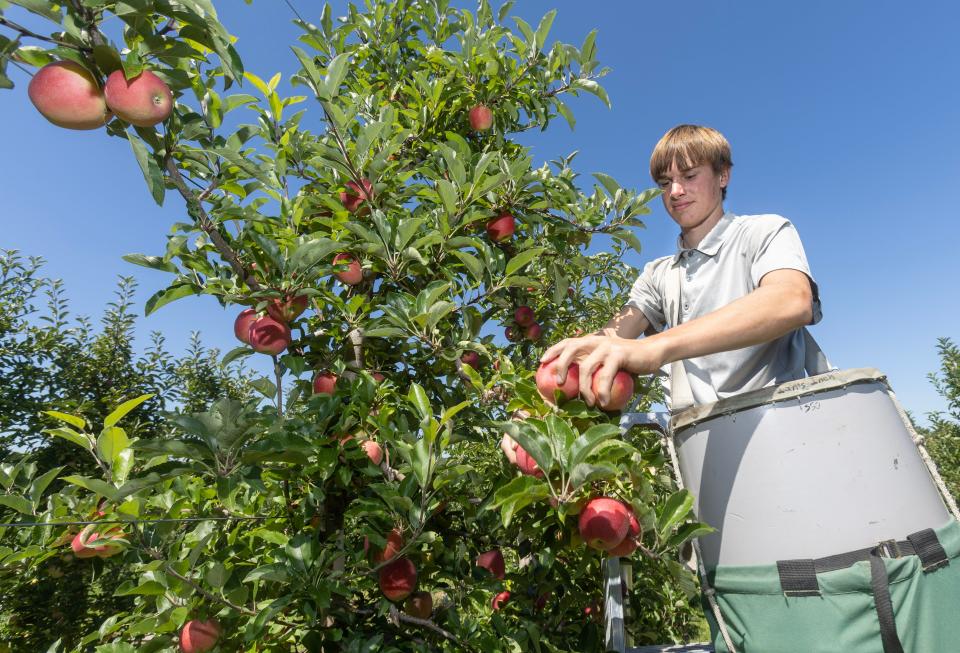 Ian Miller picks gala apples at Sunny Slope Orchards in Tuscarawas Township. Pick-your-own apples began this month.