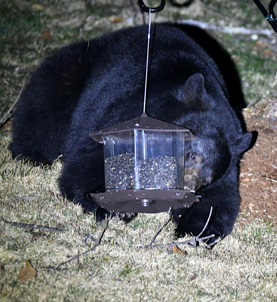 Bird feeders are a popular target for hungry black bears.